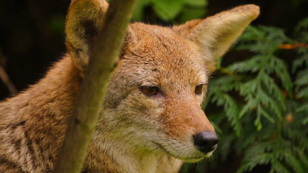 Coyote All for Science™