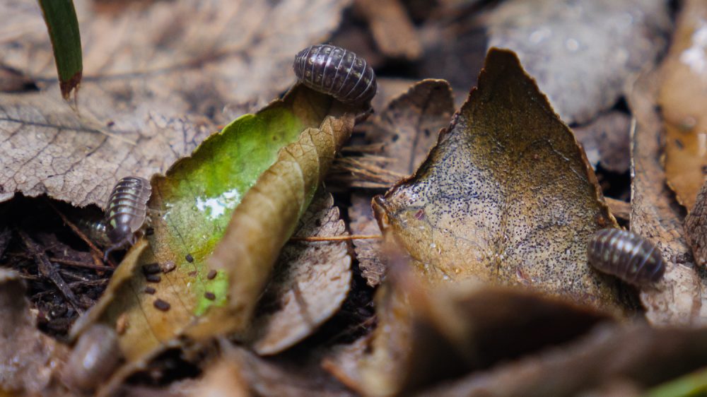 what-are-these-pill-bugs-doing-all-over-my-aiken-home