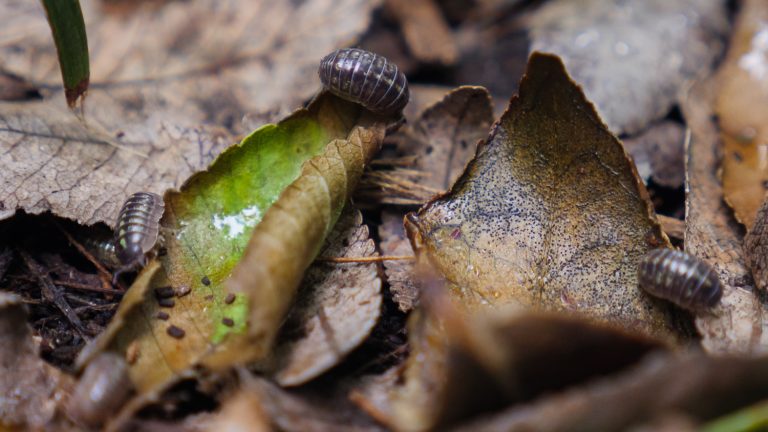 Day 4 What Do Pill Bugs Eat All For Science 