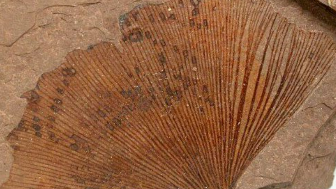 Ginkgo_biloba_MacAbee_BC-G3-Fossils