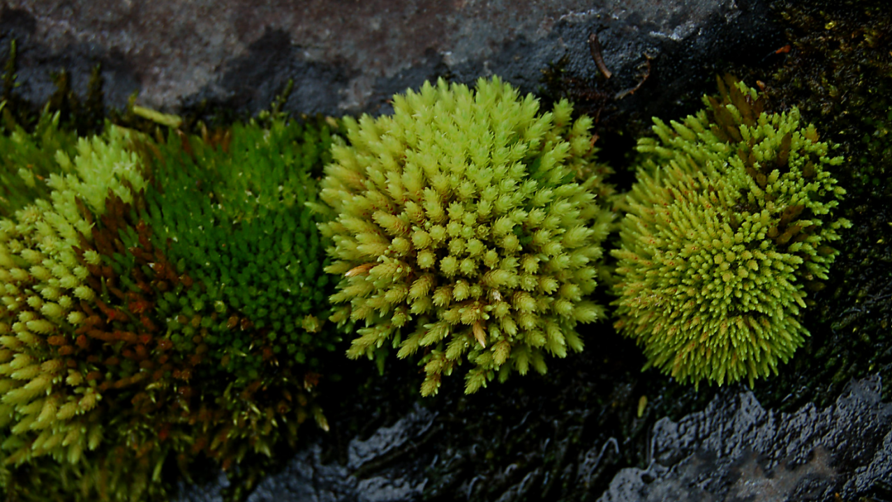 "Moss diversity" by Tony Frates is licensed under CC BY-NC-SA 2.0.