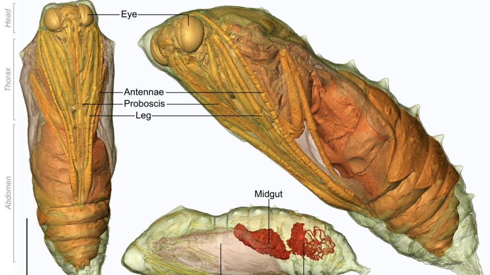 Day 12 what happens inside a chrysalis all for science 
