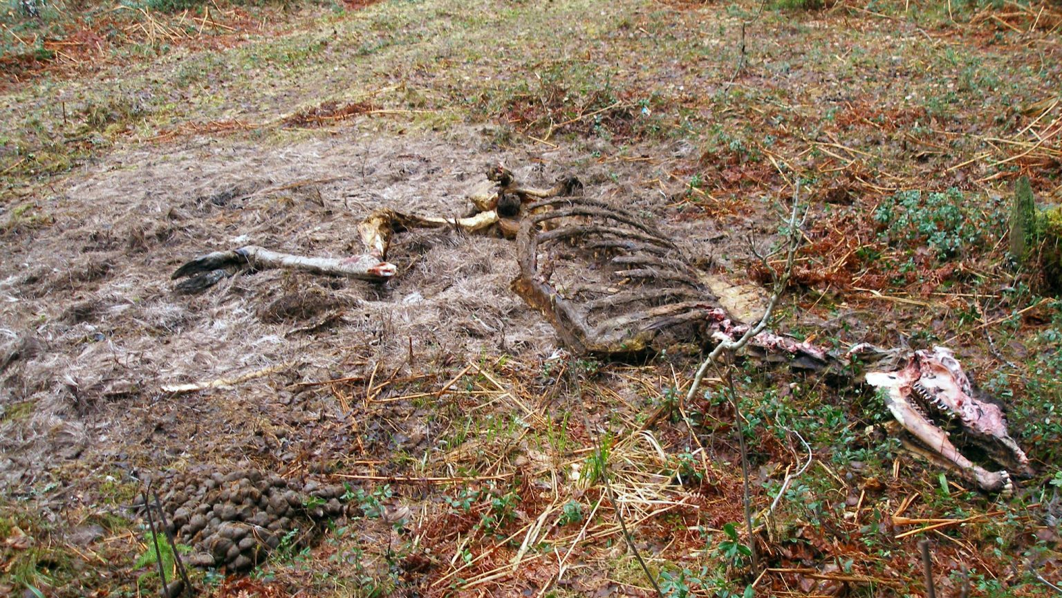 Science Dead Move Day 1: What Happens to Dead Organic Matter? | All for Science™